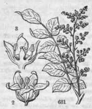 631. Rhus, leaf and panicle. 2