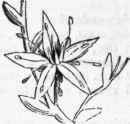 643. Symmetrical flower of Sedum acre
