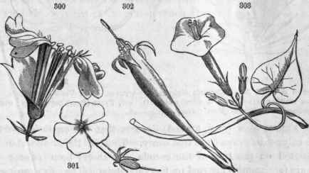 800, Flower of Saponaria (bouncing bet); petals and claws quite distinct