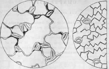 885, Cells and stomata of the epidermis of Oxalis violacea; and 5SG, of Convallaria racemosa