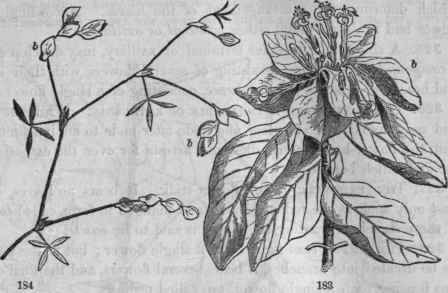 Bracts 1S3, Pinckneya pubens; b, colored bracts (radiate sepals)