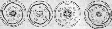 Diagrams 272, Flower of Samolus, showing the rudimentary stamens alternating with the perfect.