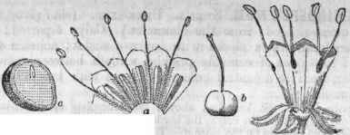 FIG. 678. Hydrophyllum virginicum, flower: a, corolla cut open, showing the honey  grooves ; b, ovary and stylo ; c, section of seed