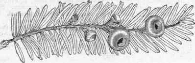FIG. 692. Taxus Canadensis   naked seeds