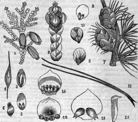 FIG. 693.   1. Branch of Thuja occidentals, with strobiles