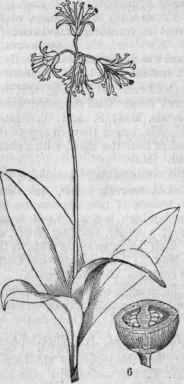 FIG. 715. Smilacina boreiilis. 6