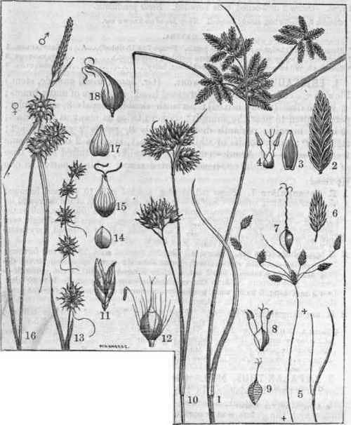 FIG. 746 784. 1. Cyperus diandrus