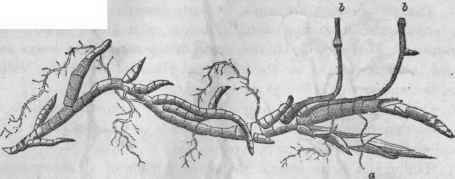 Fig. 51. Creeper of 