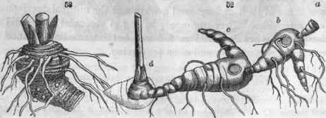 Fig. 52. Rhizoma of Solomon's seal (Polygonatum multiflora) a, Fragment of the first year's growth; b, the second year's growth; c, growth of the third year; d, growth of the present (fourth) year, bearing the stem which, on decaying, will leave a scar (seal) like the rest