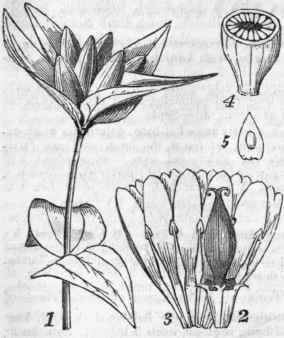 Fig. 664. 1, Gentiana Andrewsii