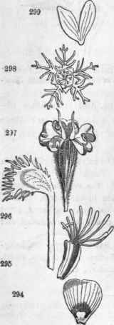 Forms of petals
