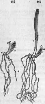 Germination of Wheat; o, the grain containing the cotyledon; c, plumule; r, radicle; a, rootlets (adventitious)