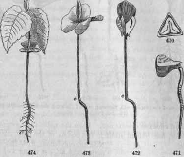 Germination of the Beach nut 470, Cross section, showing the folded cotyledons