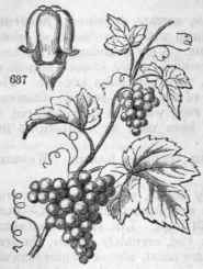 Order XLIV Vitaceae Vines 491