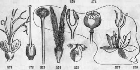 Pistils. 872, Symphytum, basilar style, ovary 4 parted