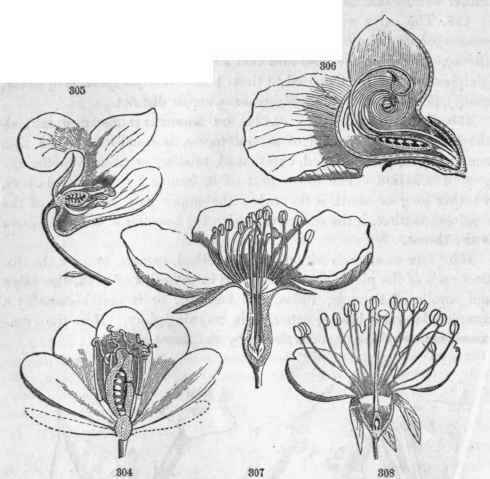 Section of flowers. 304, Jeffersonia diphylla, hypogynous