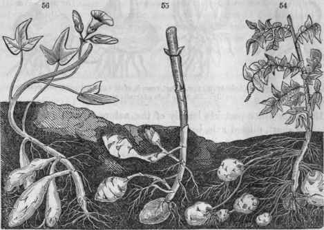 Tubers as they grow