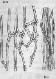 Vessels of Cienchyma; 530, from Dandelion; 5S1, from the Celandine