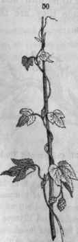 Vines. 49, Passion flower (Passiflora lutea) climbing by tendrils