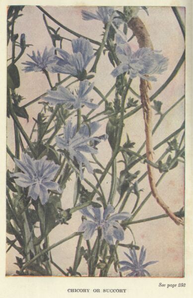 chicory