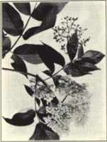 American Elder. Sambucus canadensis L. 