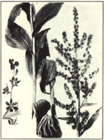 American False-Hellebore. Veratrum viride Ait. 