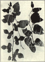 Bamboo Greenbrier. Smilax pseudo-china L.