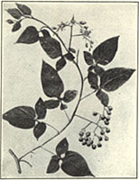 Bitter Nightshade. Solanum dulcamara L.
