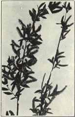 Black Willow. Salix nigra Marsh. 