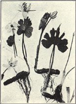 Bloodroot. Sanguinaria canadensis L. 