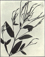 Blue Vervain. Verbena hastata L.