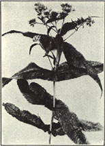 Boneset. Eupatorium perfoliatum L.