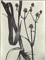 Button-Snakeroot. Eryngium aquaticum L. 