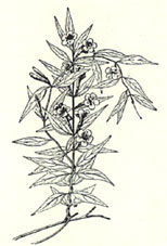 Carolina-Jessamine. Gelsemium sempervirens (L.) Ait. f.