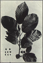 Cascara Buckthorn. Rhamnus purshiana DC.