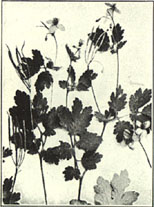 Celandine. Chelidonium majus L.