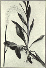 Chamaelirium. Chamaelirium luteum (L.) A. Gray. 
