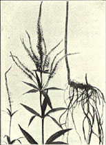 Culvers-Physic. Veronica virginica L.