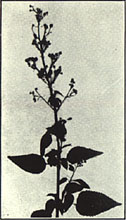 Figwort. Scrophularia marilandica L.
