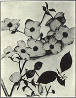 Flowering Dogwood. Cornus florida L.