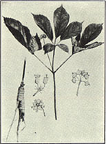 Ginseng. Panax quinquefolium L.