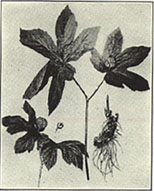 Goldenseal. Hydrastis canadensis L.