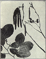 Hazel Alder. Alnus rugosa (DuRoi) Spreng.