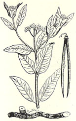 Hemp Dogbane. Apocynum cannabinum L.