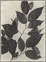 Hophornbeam. Ostrya virginiana (Mill.) K. Koch.