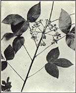 Hoptree. Ptelea trifoliata L.
