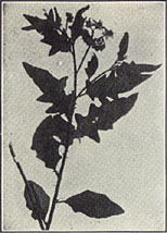 Horse Nettle. Solanum carolinense L.