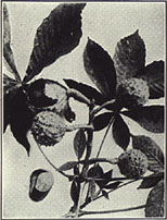 Horsechestnut. Aesculus hippocastanum L.