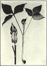 Jack-In-The-Pulpit. Arisaema triphyllum (L.) Schott.