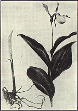 Ladyslipper. (1) Cypripedium pubescens Willd.; (2) C. parviflorum Salisb.